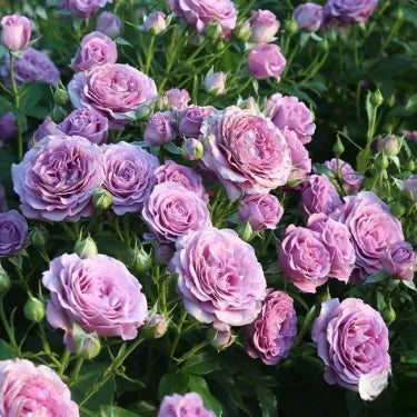 🌸 Ritka futórózsa magvak Rosa Eden — könnyen termeszthető, illatos, tartós virágok