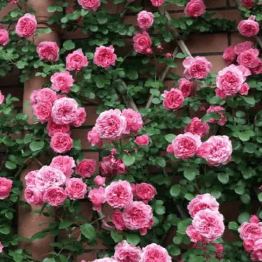🌸 Ritka futórózsa magvak Rosa Eden — könnyen termeszthető, illatos, tartós virágok