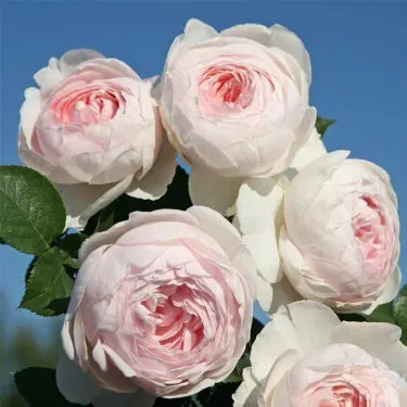 🌸 Ritka futórózsa magvak Rosa Eden — könnyen termeszthető, illatos, tartós virágok