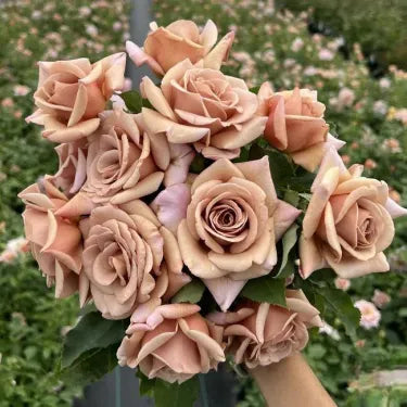 🌸 Ritka futórózsa magvak Rosa Eden — könnyen termeszthető, illatos, tartós virágok
