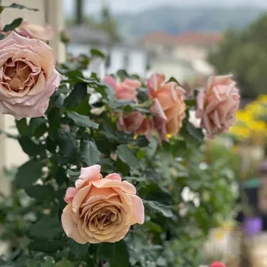 🌸 Ritka futórózsa magvak Rosa Eden — könnyen termeszthető, illatos, tartós virágok