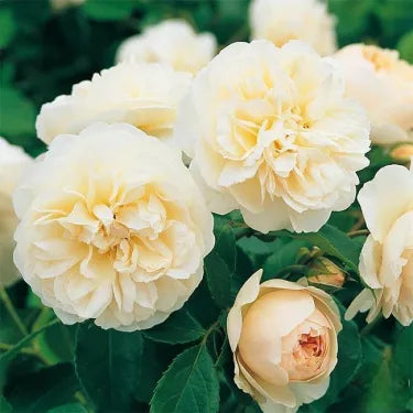 🌸 Ritka futórózsa magvak Rosa Eden — könnyen termeszthető, illatos, tartós virágok