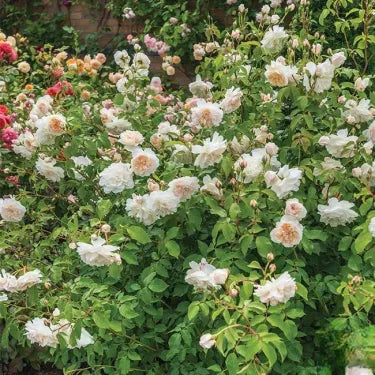 🌸 Ritka futórózsa magvak Rosa Eden — könnyen termeszthető, illatos, tartós virágok