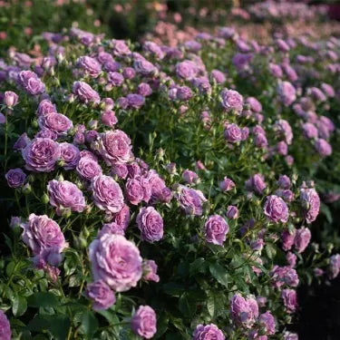 🌸 Ritka futórózsa magvak Rosa Eden — könnyen termeszthető, illatos, tartós virágok