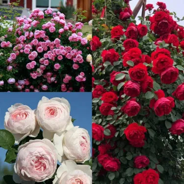 🌸 Ritka futórózsa magvak Rosa Eden — könnyen termeszthető, illatos, tartós virágok