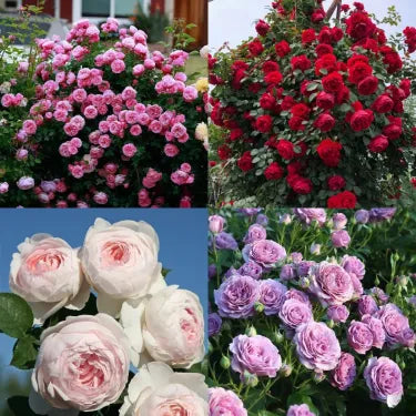 🌸 Ritka futórózsa magvak Rosa Eden — könnyen termeszthető, illatos, tartós virágok